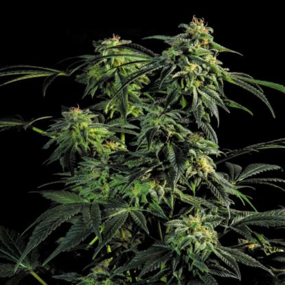 Bild-Obg-Kush-Pflanze-Fast-Flowering-Cannabis-Samen-Sensoryseeds-Shop Bild von Obg Kush-Pflanze Fast Flowering Cannabis Samen aus dem Sensoryseeds Shop