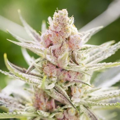 Bild-Rainbows-Pflanze-feminisierte-Cannabis-Samen-Packung-Sensoryseeds-Shop Bild von Rainbows-Pflanze feminisierte Cannabis Samen Packung aus dem Sensoryseeds Shop