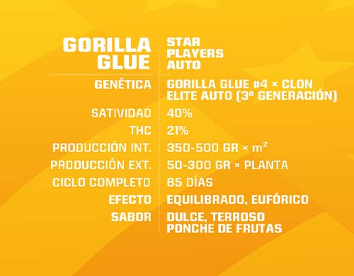 Gorilla-Glue-Cannabis-Samen-autoflowering-Produktbeschreibung-Sensoryseeds-Shop Gorilla Glue Cannabis Samen autoflowering Produktbeschreibung aus dem Sensoryseeds Shop