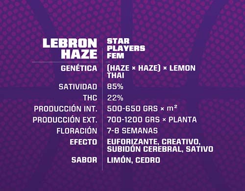 Lebron-Haze-feminisierte-Cannabis-Samen-Produktbeschreibung-Sensoryseeds-Shop Lebron Haze feminisierte Cannabis Samen Produktbeschreibung aus dem Sensoryseeds Shop