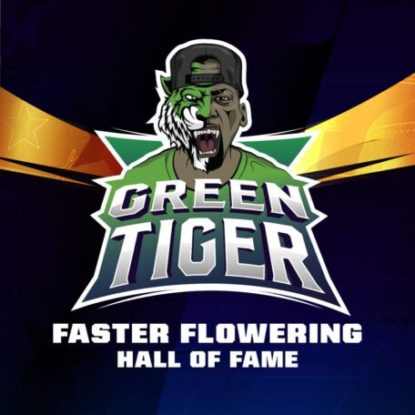 Logo-Green-Tiger-schnelle-Cannabis-Samen-BSF-bestellen Logo von Green Tiger um schnelle Cannabis Samen BSF bestellen