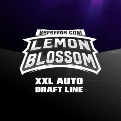 Logo-Lemon-Blossom-auto-Cannabis-Samen-BSF-bestellen Logo-Lemon-Blossom-auto-Cannabis-Samen-BSF-bestellen