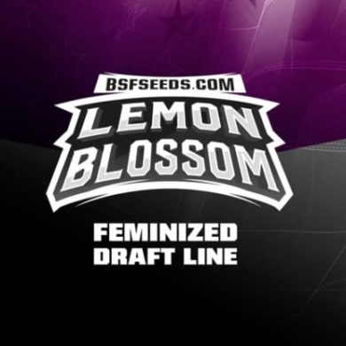 Logo-Lemon-Blossom-feminisierte-Cannabis-Samen-BSF-bestellen