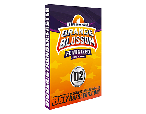 Marihuana-Samen-Orange-Blossom-Sensoryseeds-bestellen Marihuana Samen Orange Blossom aus Sensoryseeds bestellen
