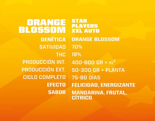 Orange-Blossom-Cannabis-Samen-autoflowering-Produktbeschreibung-Sensoryseeds-Shop Orange Blossom Cannabis Samen autoflowering Produktbeschreibung aus dem Sensoryseeds Shop