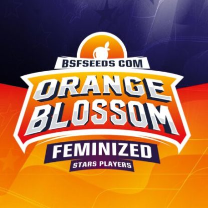Orange-Blossom-feminisierte-Cannabis-Samen-Produktbeschreibung-Sensoryseeds-Shop Orange Blossom feminisierte Cannabis Samen Produktbeschreibung aus dem Sensoryseeds Shop