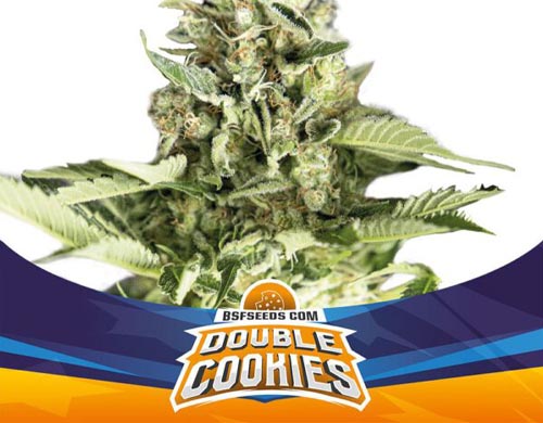 Titelbild-Double-Cookies-Pflanze-Cannabis-Samen-Packung-Sensoryseeds Titelbild von Double Cookies-Pflanze der Cannabis Samen Packung von Sensoryseeds