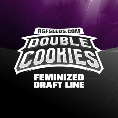 Titelbild-Double-Cookies-Produktbeschreibung-Cannabis-Samen-feminisierte-BSF-bestellen Titelbild von Double Cookies Produktbeschreibung um Cannabis Samen feminisierte BSF bestellen