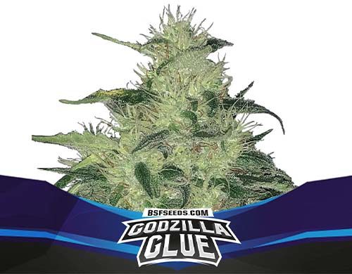 Godzilla Glue-Pflanze der feminisierten und automatic Cannabis Samen