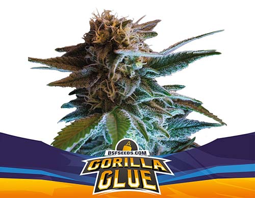 Titelbild-Gorilla-Glue-Pflanze-autoflowering-Cannabis-Samen-Packung-Sensoryseeds-Shop Titelbild von Gorilla Glue-Pflanze autoflowering Cannabis Samen Packung aus dem Sensoryseeds Shop