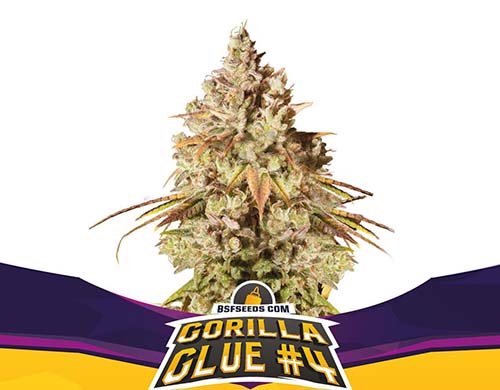 Titelbild-Gorilla-Glue-Pflanze-feminisierte-Cannabis-Samen-Packung-Sensoryseeds-Shop Titelbild von Gorilla Glue-Pflanze feminisierte Cannabis Samen Packung aus dem Sensoryseeds Shop