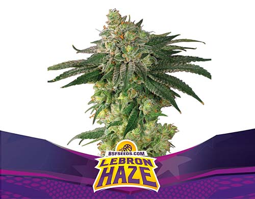 Titelbild-Lebron-Haze-Pflanze-feminisierte-Cannabis-Samen-Packung-Sensoryseeds Titelbild von Lebron Haze-Pflanze der feminisierten Cannabis Samen Packung von Sensoryseeds