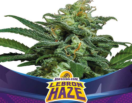 Titelbild-Lebron-Haze-Produktbeschreibung-auto-Cannabis-Samen-BSF-bestellen Titelbild von Lebron Haze Produktbeschreibung um Cannabis Samen automatic BSF bestellen