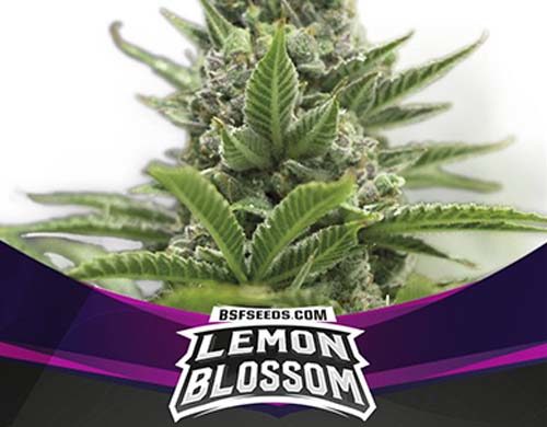 Titelbild von Lemon Blossom-Pflanze der Cannabis Samen Packung von Sensoryseeds