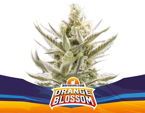 Titelbild-Orange-Blossom-Pflanze-autoflowering-Cannabis-Samen-Packung-Sensoryseeds-Shop Titelbild von Orange Blossom-Pflanze autoflowering Cannabis Samen Packung aus dem Sensoryseeds Shop