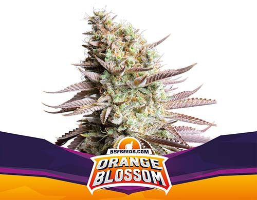 Titelbild-Orange-Blossom-Pflanze-feminisierte-Cannabis-Samen-Packung-Sensoryseeds-Shop Titelbild von Orange Blossom-Pflanze feminisierte Cannabis Samen Packung aus dem Sensoryseeds Shop