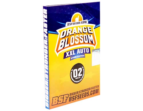 Titelbild-Orange-Blossom-Produktbeschreibung-Cannabis-Samen-autoflowering-Sensoryseeds-Shop Titelbild-Orange-Blossom-Produktbeschreibung-Cannabis-Samen-autoflowering-Sensoryseeds-Shop