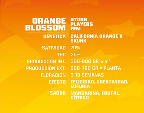 Titelbild-Orange-Blossom-Produktbeschreibung-Cannabis-Samen-feminisierte-BSF-Informationen Titelbild von Orange Blossom Produktbeschreibung mit Cannabis Samen feminisierte BSF Informationen