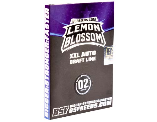 lemon-blossom-auto-paket SensorySeeds Autoflowering Lemon Blossom Semen Paket