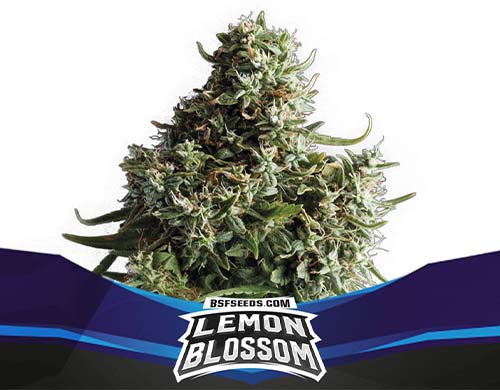 lemon-blossom-auto-pflanze SensorySeeds Autoflowering Lemon Blossom Pflanze
