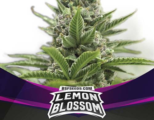 lemon-blossom-fem-pflenze SensorySeeds Feminisierte Lemon Blossom Pflanze
