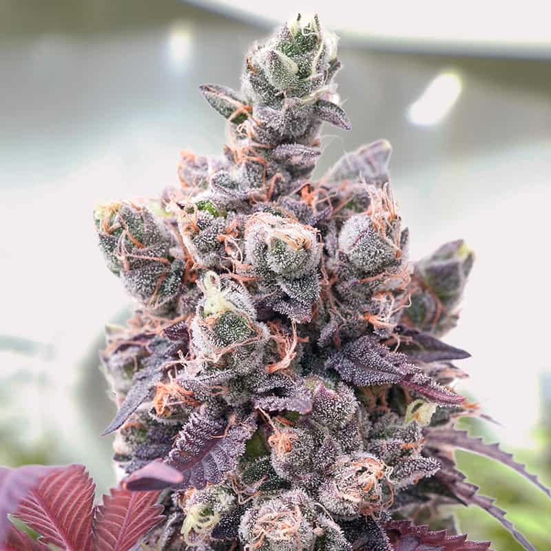 red-critical-cannabis-samen-bestellen red-critical-cannabis-samen-bestellen