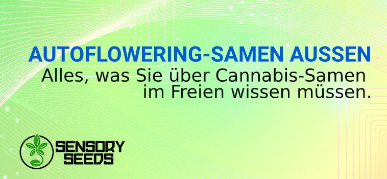 AUTOFLOWERING SAMEN AUSSEN