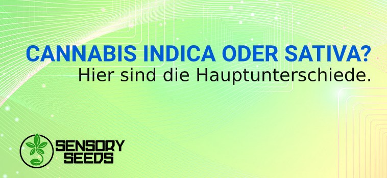 CANNABIS INDICA ODER SATIVA samen