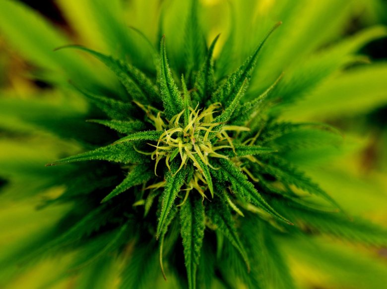 Cannabis Samensorten