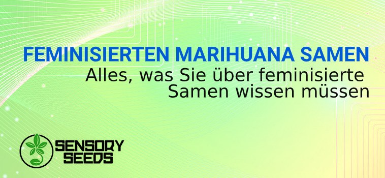 FEMINISIERTEN MARIHUANA SAMEN