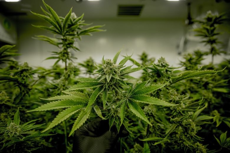 Indoor Cannabis Samen