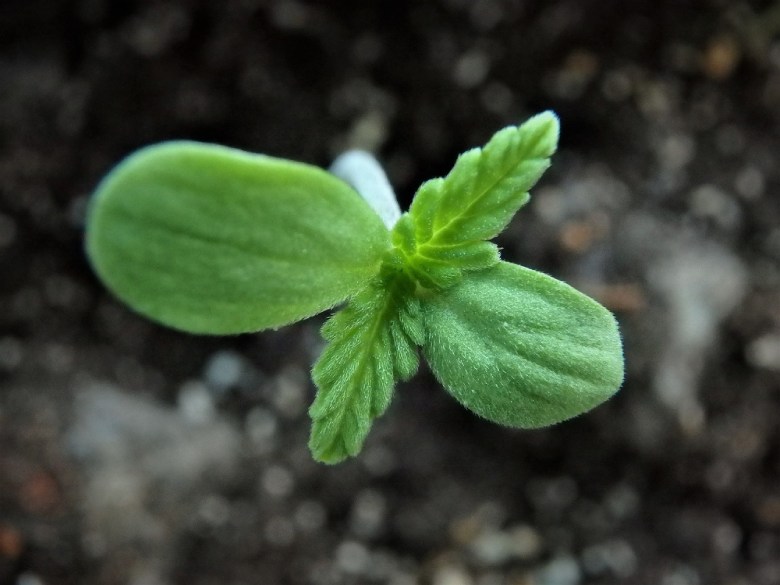 Keimen von Cannabis Samen