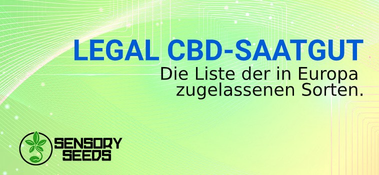 LEGAL CBD hanf SAATGUT