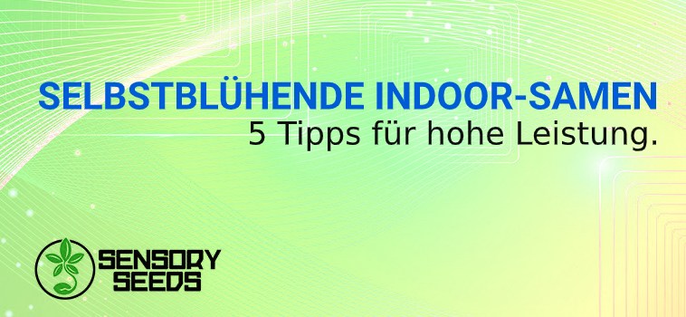 SELBSTBLÜHENDE INDOOR SAMEN