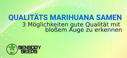 die Qualität von Marihuanasamen anerkennen