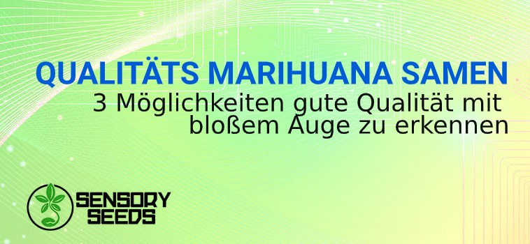 die Qualität von Marihuanasamen anerkennen