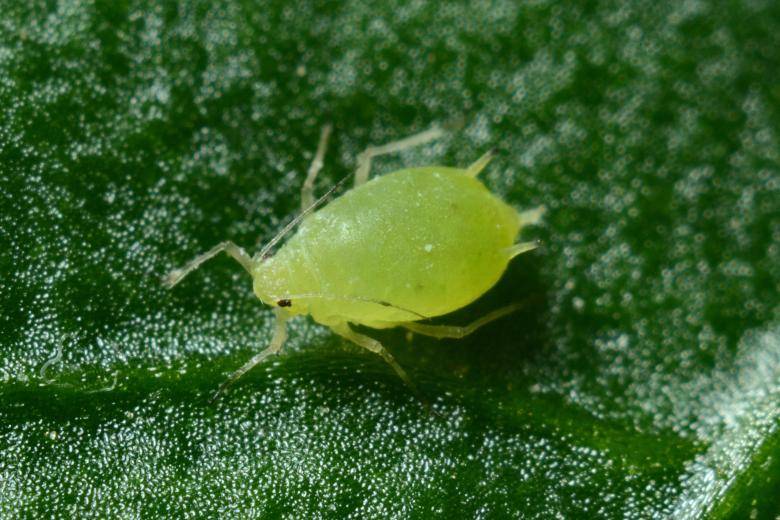 Anbau von Cannabissamen und Parasiten