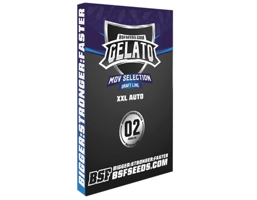 Cannabissamen-autoflowering-GelatoXXL-Sensoryseeds-Shop Cannabissamen autoflowering Gelato XXL von Sensoryseeds Shop