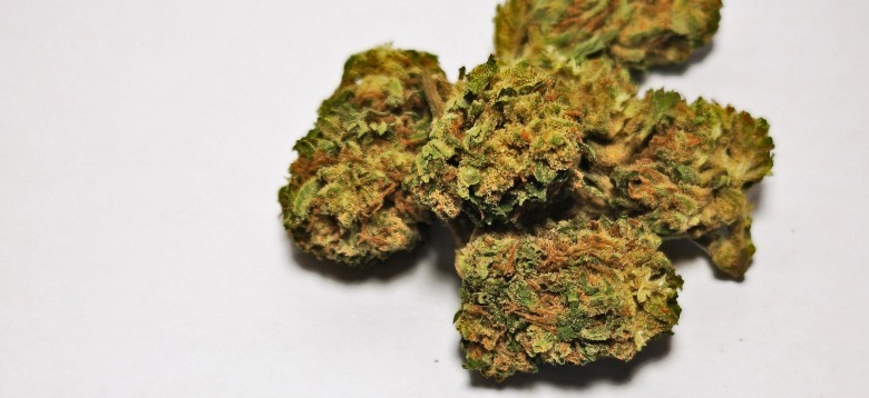 Cannabissamen blüten
