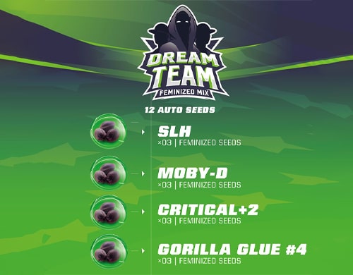 Dream-Team-Feminized-Mix-feminisierte-Cannabis-Samen-Produktbeschreibung-Sensoryseeds-Shop Dream Team Feminized Mix von feminisierte Cannabis Samen Produktbeschreibung aus dem Sensoryseeds Shop