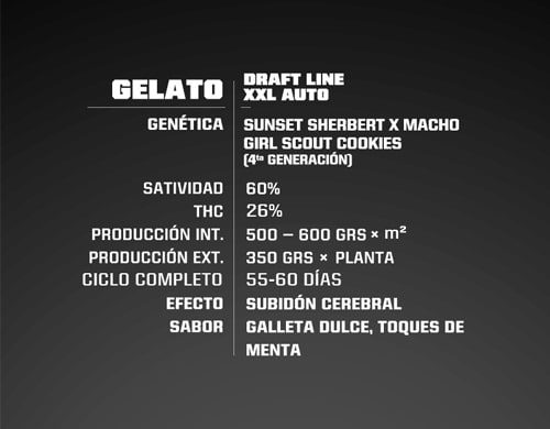 Gelato XXL Cannabis Samen autoflowering Produktbeschreibung aus dem Sensoryseeds Shop