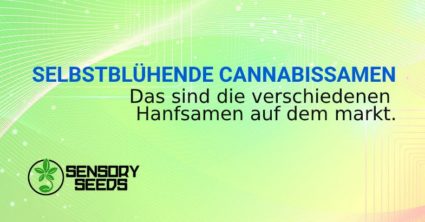 SELBSTBLÜHENDE CANNABISSAMEN