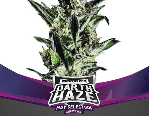Titelbild von Darth Haze-Pflanze für feminisierte Cannabis Samen Packung von Sensoryseeds