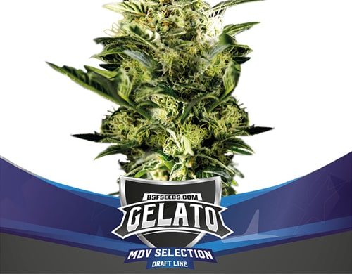 Titelbild von Gelato XXL Pflanze autoflowering Cannabis Samen Packung aus dem Sensoryseeds Shop