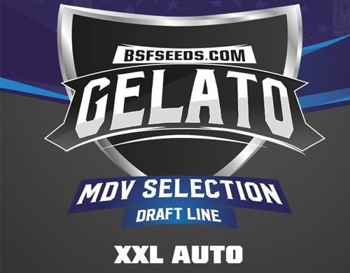 Titelbild von Gelato XXL Produktbeschreibung mit Cannabis Samen autoflowering BSF Informationen