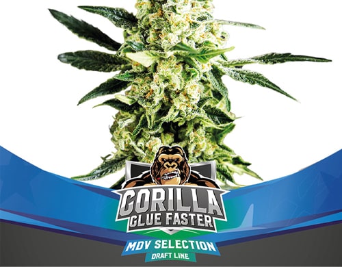 Titelbild-Gorilla-Glue-Pflanze-Fast-Flowering-Cannabis-Samen-Packung-Sensoryseeds Titelbild von Gorilla Glue-Pflanze der fast Flowering Cannabis Samen Packung von Sensoryseeds
