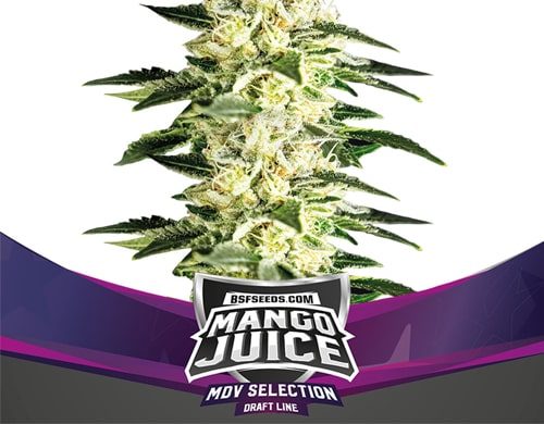 Titelbild von Mango Juice-Pflanze für feminisierte Cannabis Samen Packung von Sensoryseeds