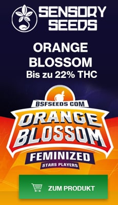 Banner Sensoryseeds Orange Blossom cannabissamen feminisierte