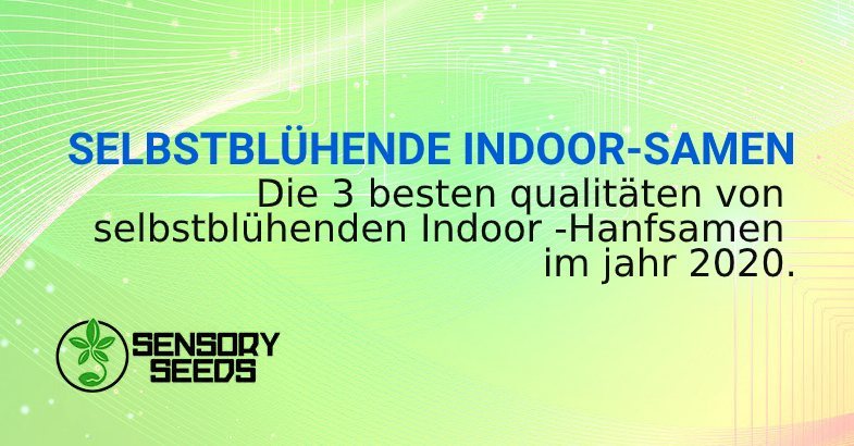 beste SELBSTBLÜHENDE INDOOR SAMEN