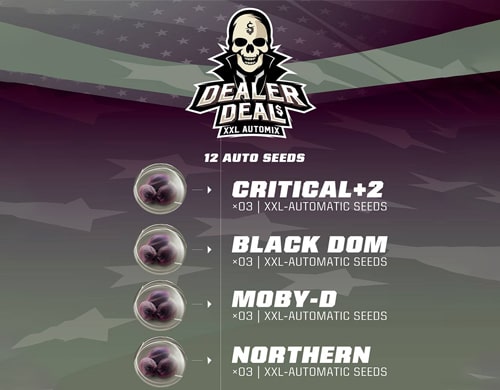 samen-dealer-deal-kit feninisierte-marihuana